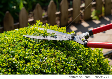 Hands with scissors for cutting bushes 70593777