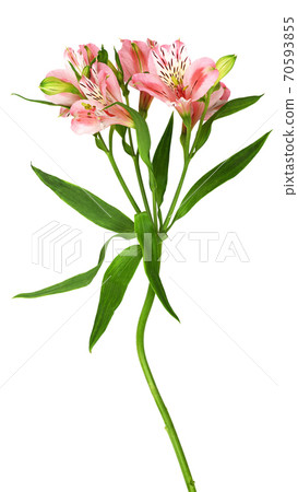 Coral alstroemeria flowers Coral alstroemeria flowers 70593855