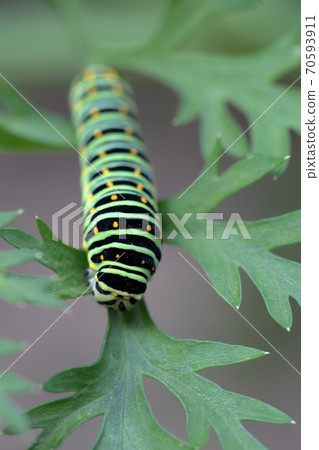 Larvae with beautiful patterns (Papilio machaon, Swallowtail butterfly) Larvae with beautiful patterns (Papilio machaon, Swallowtail butterfly) 70593911