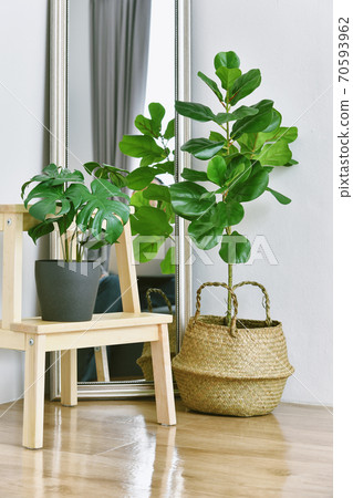 Artificial plant, Fiddle leaf fig tree and monstera planted in black pot on room corner Artificial plant, Fiddle leaf fig tree and monstera planted in black pot on room corner 70593962
