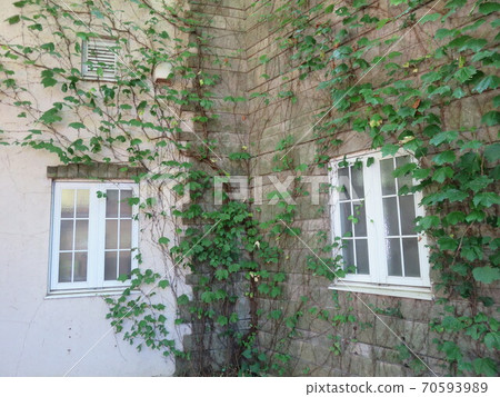 White windows on the wall where vines are entwined White windows on the wall where vines are entwined 70593989