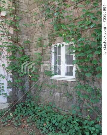 藤蔓草纏繞在牆上的白色窗戶 70593994