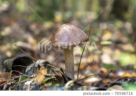 Russia, Saint Petersburg. Edible boletus mushrooms are found in large numbers in early autumn in the forests and the Leningrad region. Russia, Saint Petersburg. Edible boletus mushrooms are found in large numbers in early autumn in the forests and the Leningrad region. 70596718