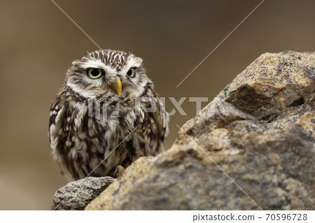 Little Owl, Athene noctua, bird in the old urban habitat, stone castle wall, Czech republic. Close up Little Owl, Athene noctua, bird in the old urban habitat, stone castle wall, Czech republic. Close up 70596728