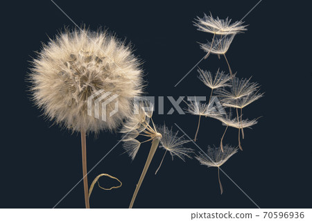 dandelion seeds fly from a flower on a dark blue background. botany and bloom growth propagation. dandelion seeds fly from a flower on a dark blue background. botany and bloom growth propagation. 70596936