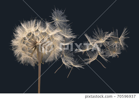 flying dandelion seeds on dark blue background. botany and bloom growth propagation. 70596937