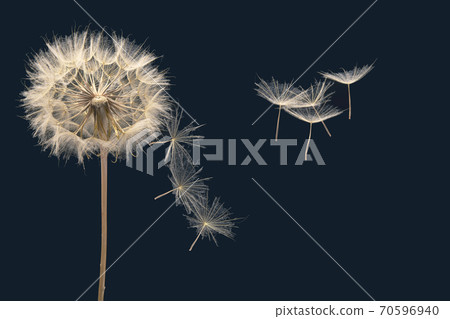 dandelion seeds fly from a flower on a dark blue background. botany and bloom growth propagation. 70596940
