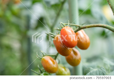 Cherry tomatoes that have begun to color (July) Home garden 70597003