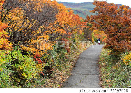 Mt. Chokai autumn leaves mountain trail 70597468