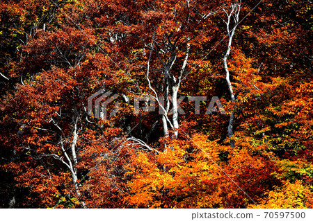 Mt. Chokai autumn leaves 70597500