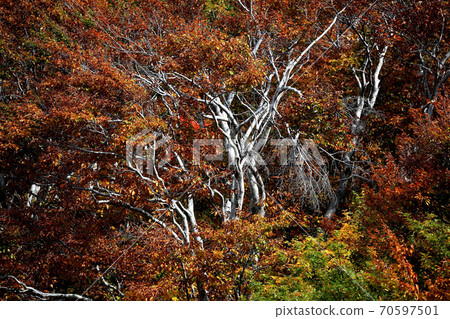 Mt. Chokai autumn leaves 70597501
