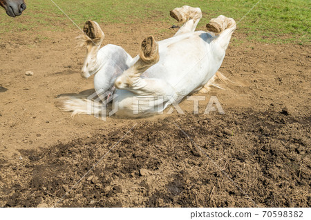[Horse rubbing the body with soil] 70598382