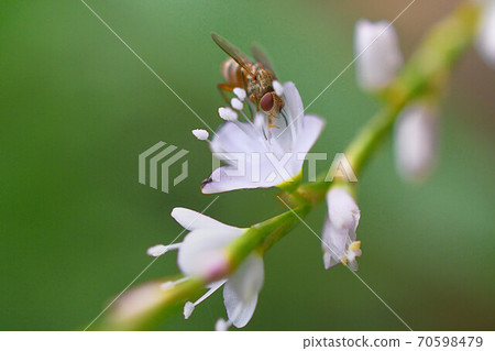 Anthomyiidae 2 sucking honey with cherry blossoms 70598479