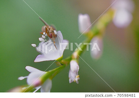 Anthomyiidae sucking honey with cherry blossoms 1 70598481