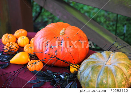 October Tama 159 Pumpkin (Pumpkin), Cucurbitaceae, Halloween (Pepo species), Tama Green Live Center October Tama 159 Pumpkin (Pumpkin), Cucurbitaceae, Halloween (Pepo species), Tama Green Live Center 70598510