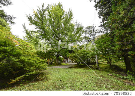 Ohatsuki Ginkgo and Sanmon at Reishoji Temple in Omachi City 70598823