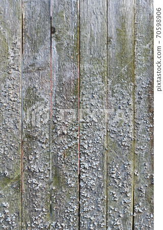 An old plank wooden unpainted gray fence covered with lichens 70598906