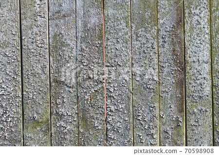 An old plank wooden unpainted gray fence covered with lichens 70598908
