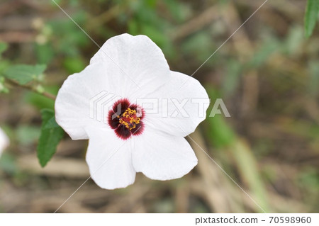 Takasago Fuyo (Yanone Bontenka) 70598960