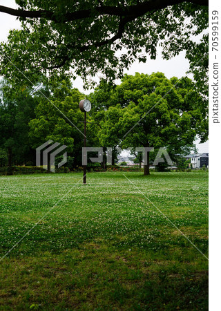 Clover blooming square in the park with the clock tower Clover blooming square in the park with the clock tower 70599159