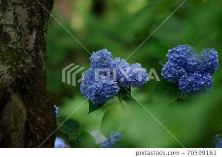 Landscape with light blue hydrangea Landscape with light blue hydrangea 70599161