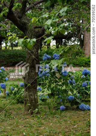 Landscape with light blue hydrangea Landscape with light blue hydrangea 70599162