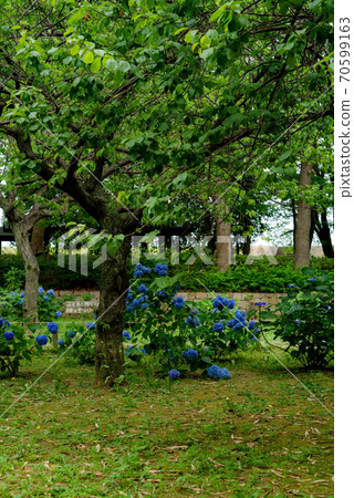 Landscape with light blue hydrangea Landscape with light blue hydrangea 70599163