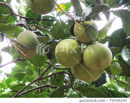 scenery scenery 70599244