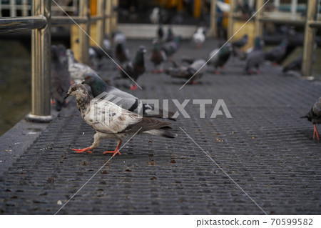 Group of Rock Dove Pigeons eating and feeding with a piece of bread in city 70599582