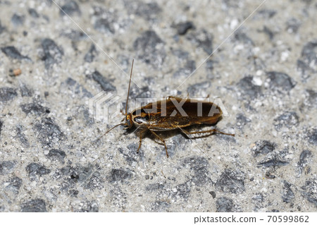 Molybirdle蟑螂 70599862