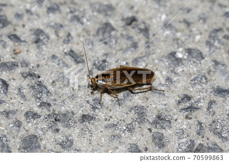 Molybirdle蟑螂 70599863