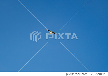 Seagull flies in blue cloudless summer sky Seagull flies in blue cloudless summer sky 70599894