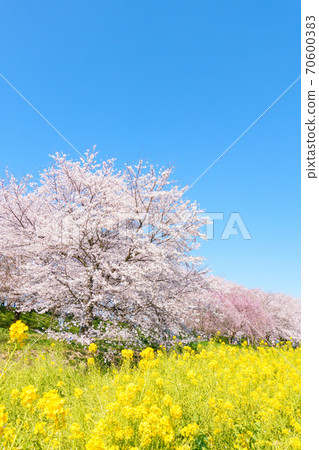 Sakura and rape blossoms (at Gongendo Tsutsumi) 70600383