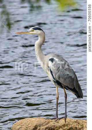 Gray heron 70600386