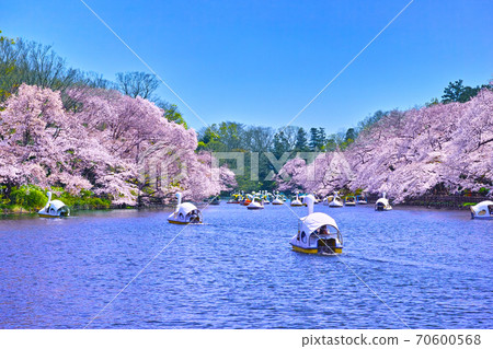 Scenery of Inokashira Park in Tokyo where cherry blossoms are in full bloom 70600568