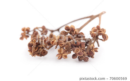 Zanthozylum limonella Alston on white background 70600569