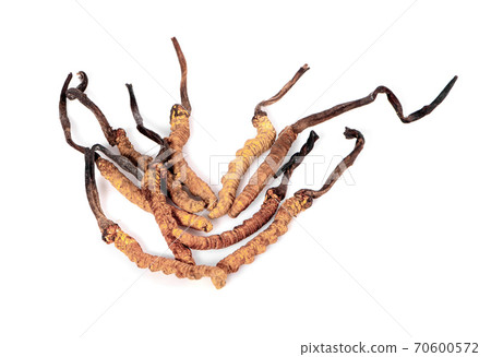 Cordyceps isolated on white background 70600572