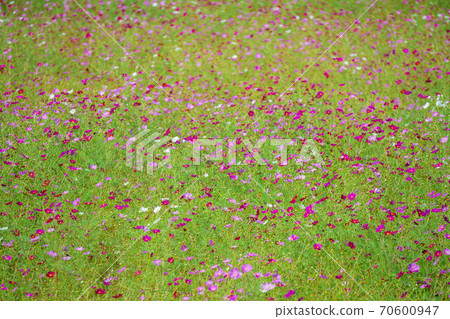 波斯菊領域秋季櫻花 70600947