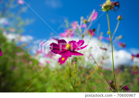 波斯菊領域秋季櫻花 70600967