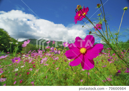 Cosmos field autumn cherry blossoms Cosmos field autumn cherry blossoms 70600984