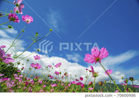Cosmos field autumn cherry blossoms Cosmos field autumn cherry blossoms 70600986