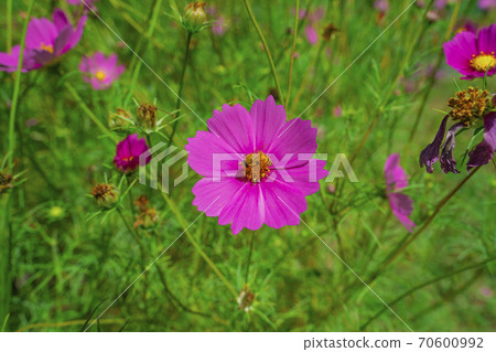 波斯菊領域秋季櫻花 70600992