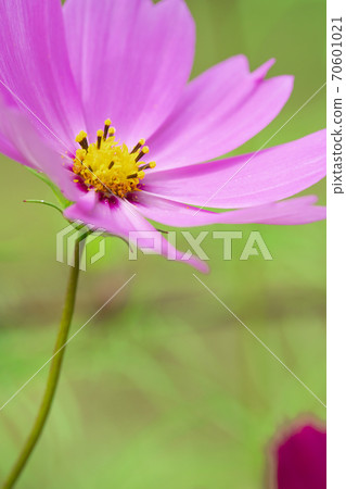 Cosmos field autumn cherry blossoms Cosmos field autumn cherry blossoms 70601021