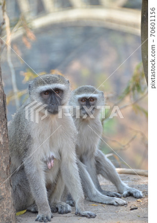 Velvet Monkey Velvet Monkey 70601156