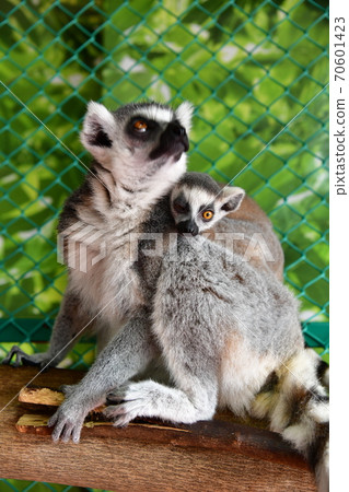 Wolverine lemur 70601423