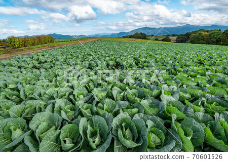 Farm seen from Tsumagoi Plateau in autumn and mountains around Mt. Asama d-1 70601526
