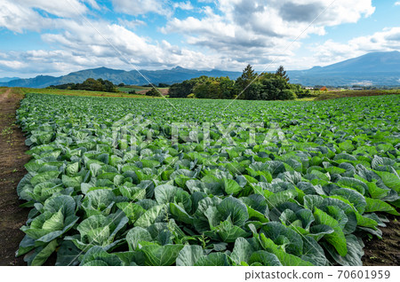 從秋天的錦鯉高原和淺間山h-1周圍的山脈看到的農場 70601959