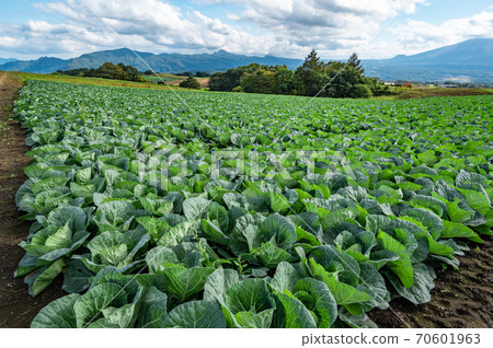 Farm seen from Tsumagoi Plateau in autumn and mountains around Mt. Asama j-1 Farm seen from Tsumagoi Plateau in autumn and mountains around Mt. Asama j-1 70601963