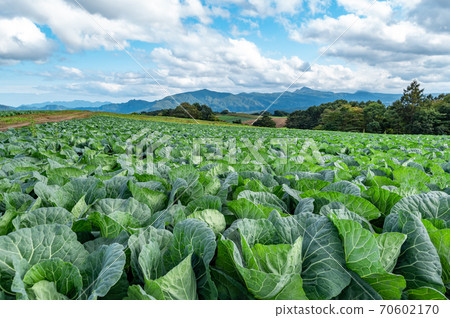 Farm seen from Tsumagoi Plateau in autumn and mountains around Mt. Asama l-1 Farm seen from Tsumagoi Plateau in autumn and mountains around Mt. Asama l-1 70602170