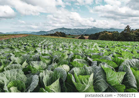 Farm seen from Tsumagoi Plateau in autumn and mountains around Mt. Asama l-2 film style 70602171
